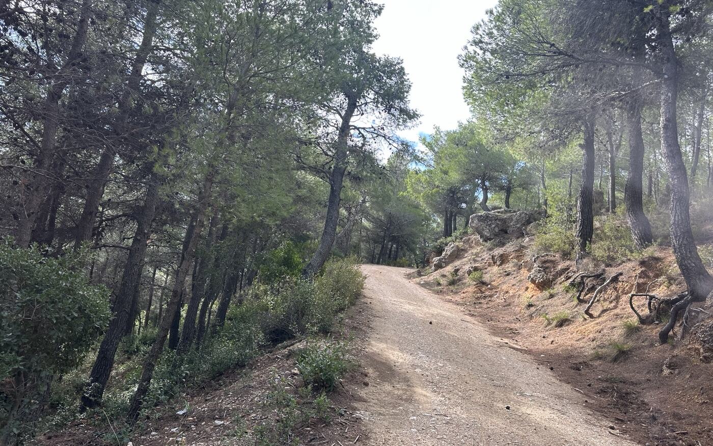 Δασικός δρόμος μέσα σε πευκοδάσος. Η οργανωμένη πρόσβαση και η συστηματική συντήρηση υποστηρίζουν την πρόληψη και την ετοιμότητα δασοπροστασίας. Φωτογραφία: Κώστας Μησιάλης.