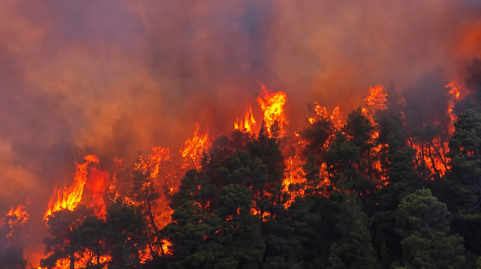 Υψηλές φλόγες καίνε δέντρα σε δασωμένη πλαγιά του Κιθαιρώνα, ενώ πυκνός καπνός καλύπτει τον ουρανό.